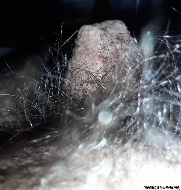 I see a cock , hiding in the bush 