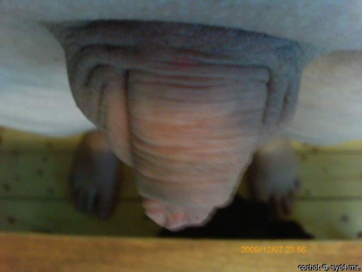 Adult image from cochot