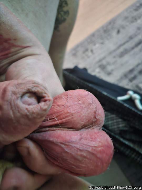 Adult image from Curvedbighead