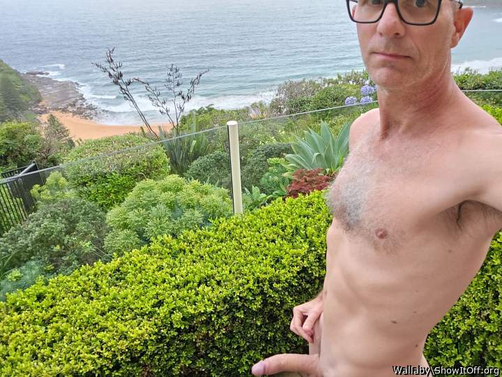 Adult image from Wallaby