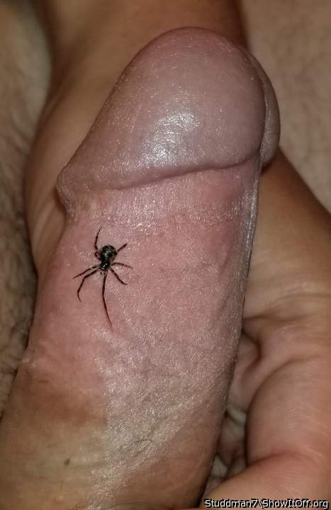 Adult image from Studdman7