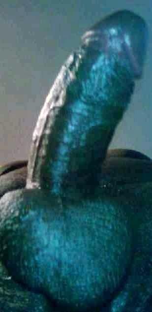 Adult image from Assman80