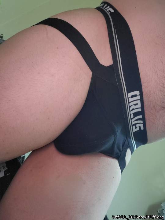 Adult image from Ant101_10