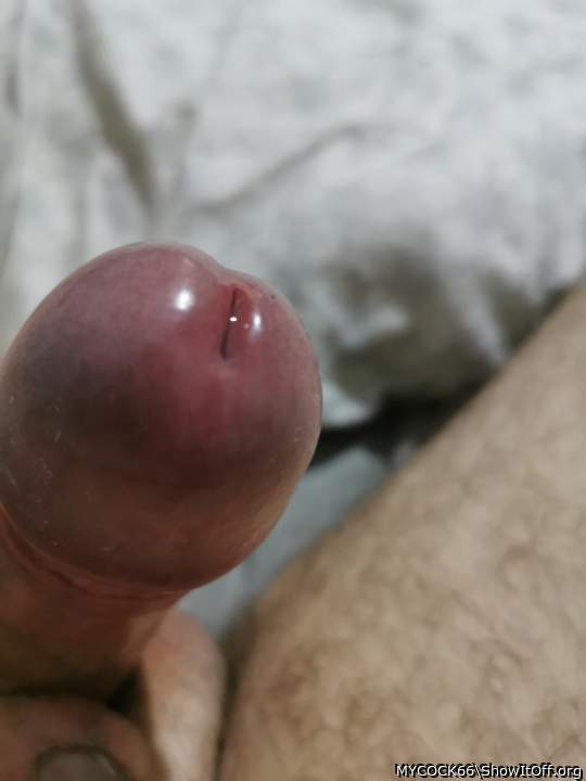 Adult image from MYCOCK66