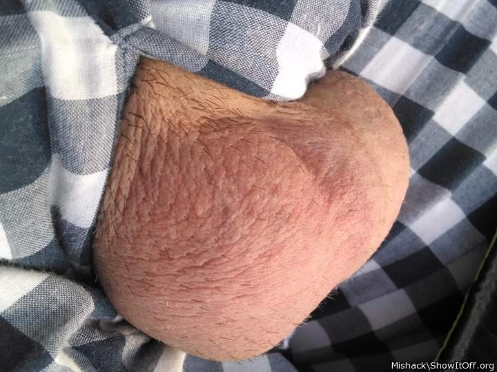 Adult image from Hammerhead
