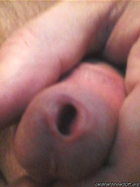 Adult image from cardinal