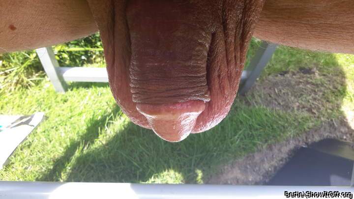 Adult image from Bertie