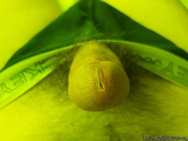 Adult image from Ant101_10