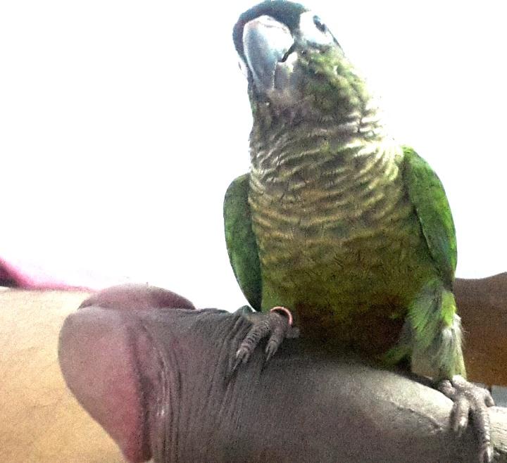 😋 parrot with prey  ... nice and STRONG beak !!  