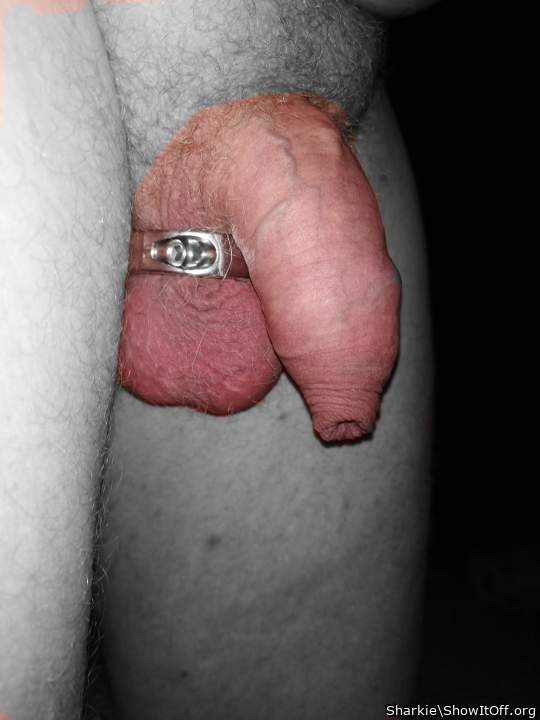 Adult image from Sharkie