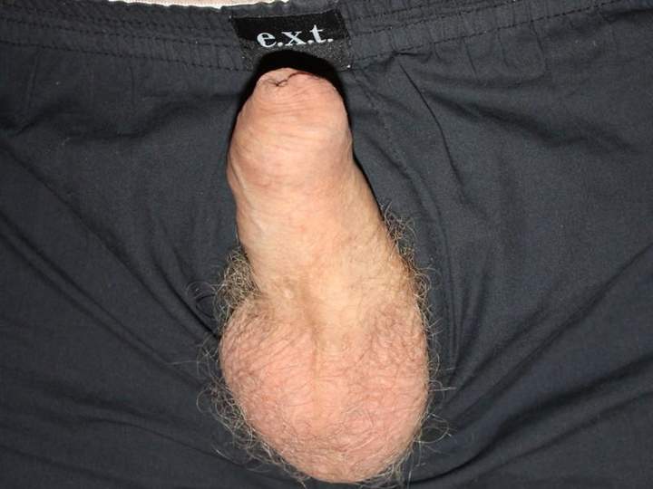 Adult image from Sharkie
