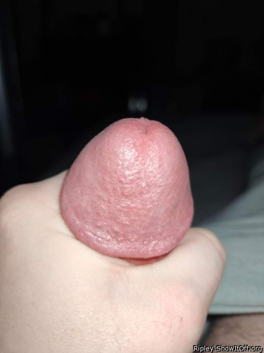Adult image from Ripley