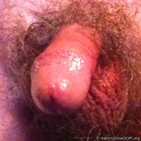 Adult image from Arinn