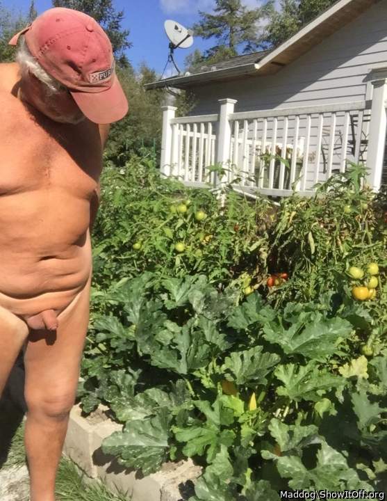 Adult image from Maddog