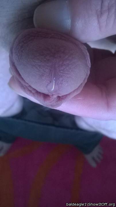 Adult image from baldeagle1