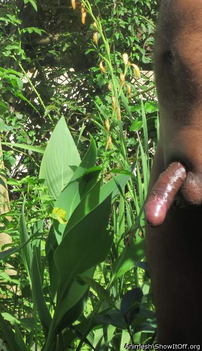 Adult image from Animesh