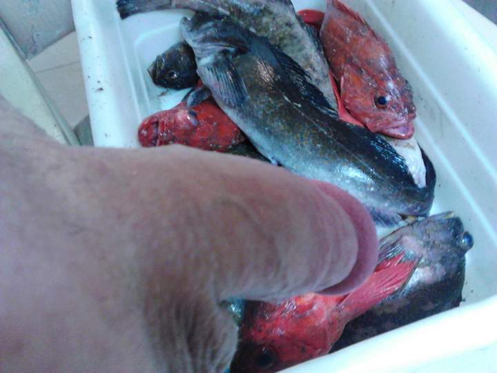 Adult image from fish4free