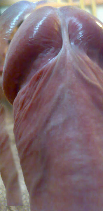 Adult image from roccotano