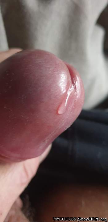 Adult image from MYCOCK66